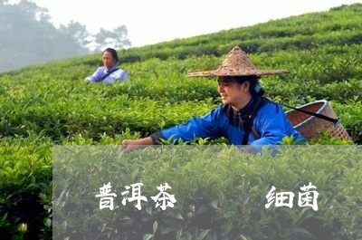 普洱茶   细菌/2023041251725